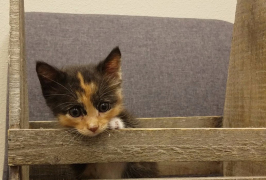 Kitten meets young lady