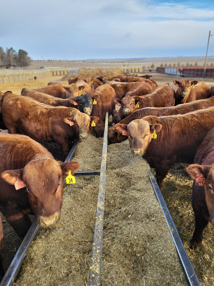 Wasem cattle feeding