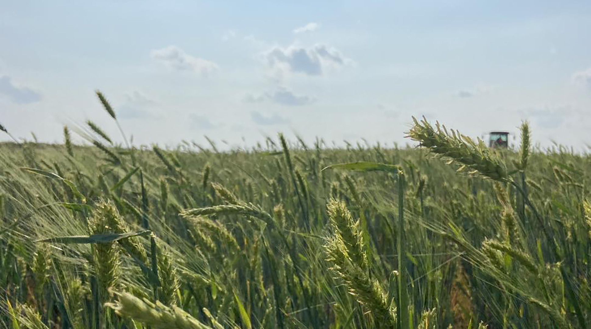 Why do ranchers hay??