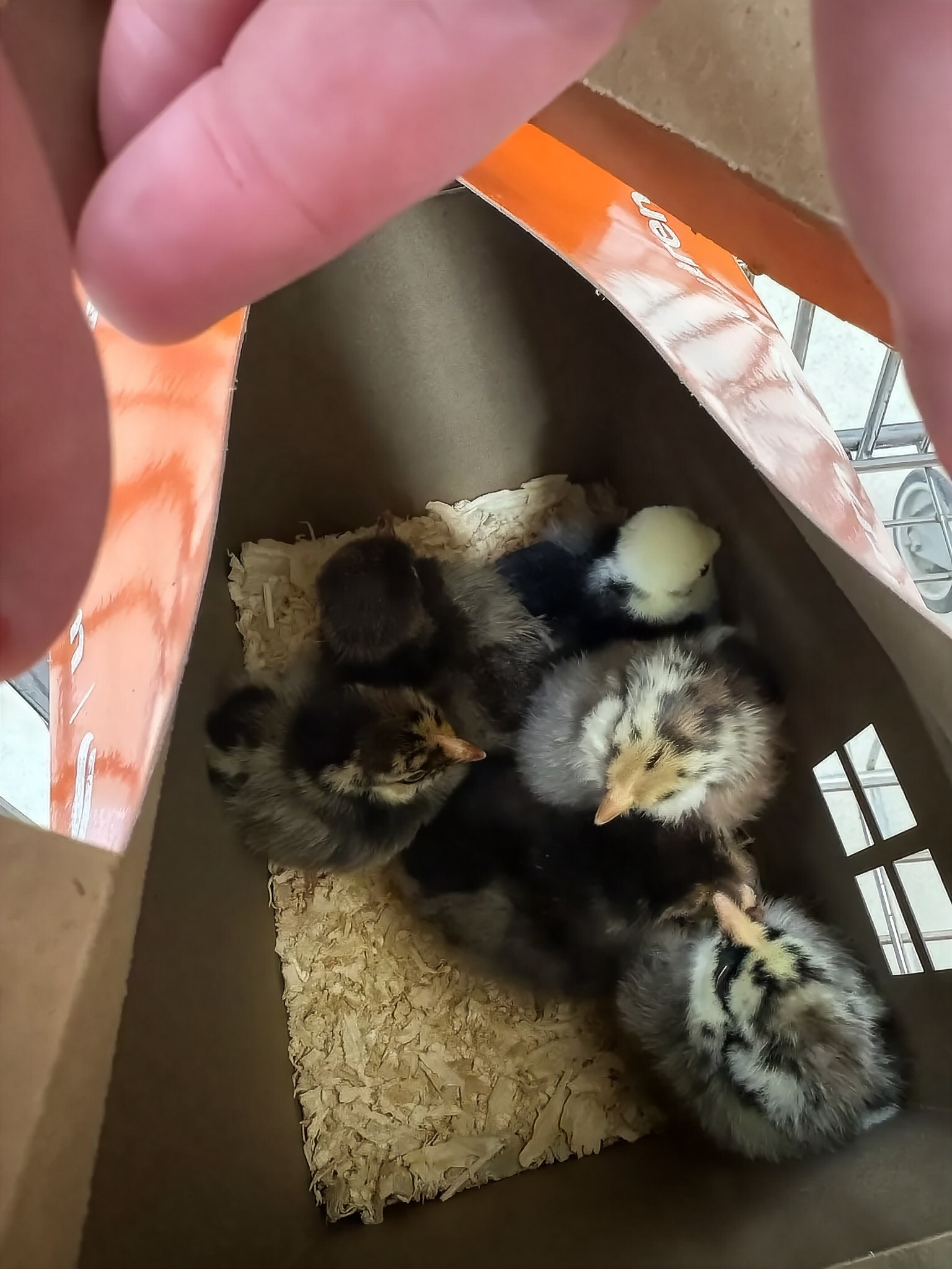Baby chicks