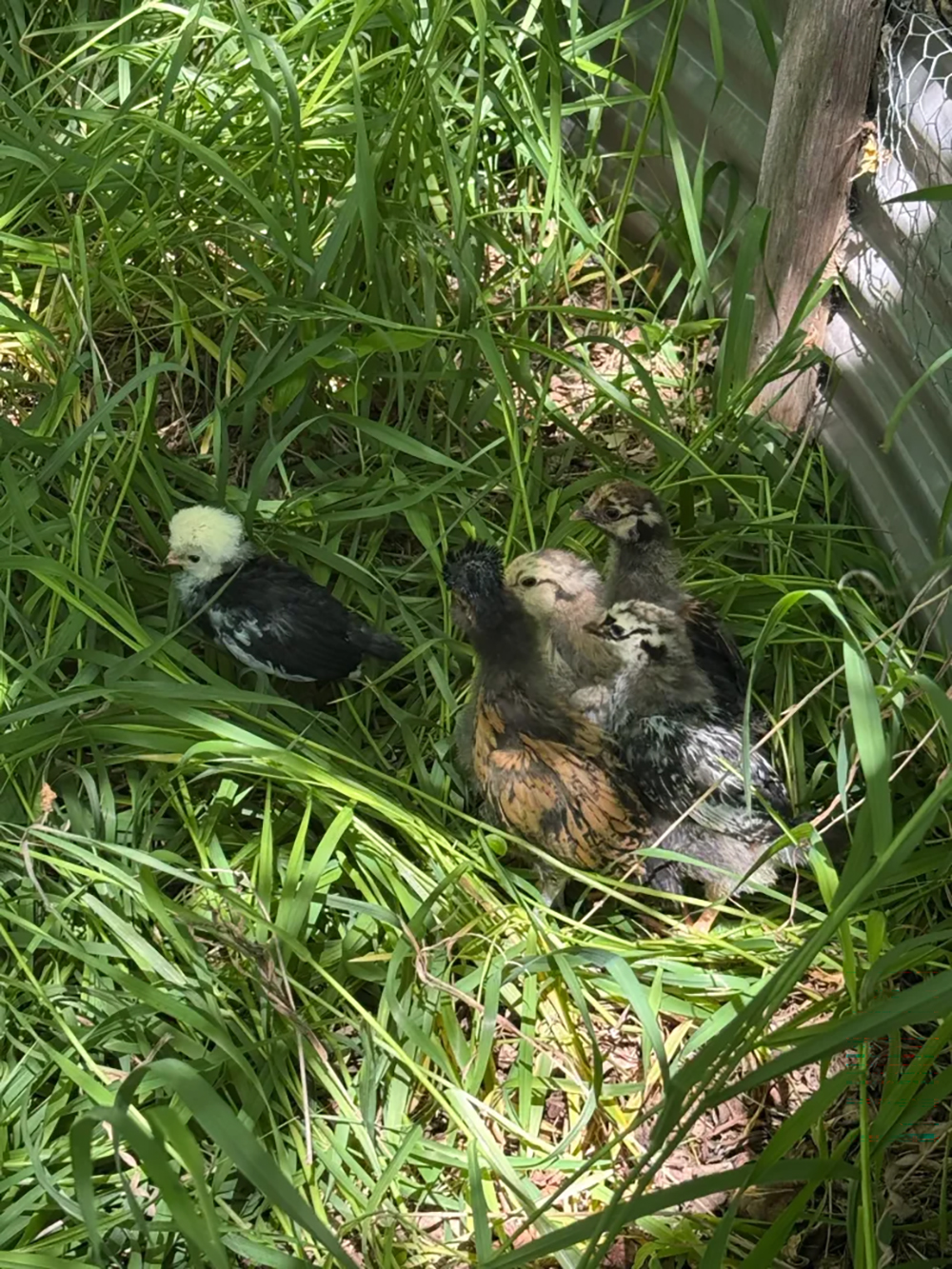 Chicks in grass outside.