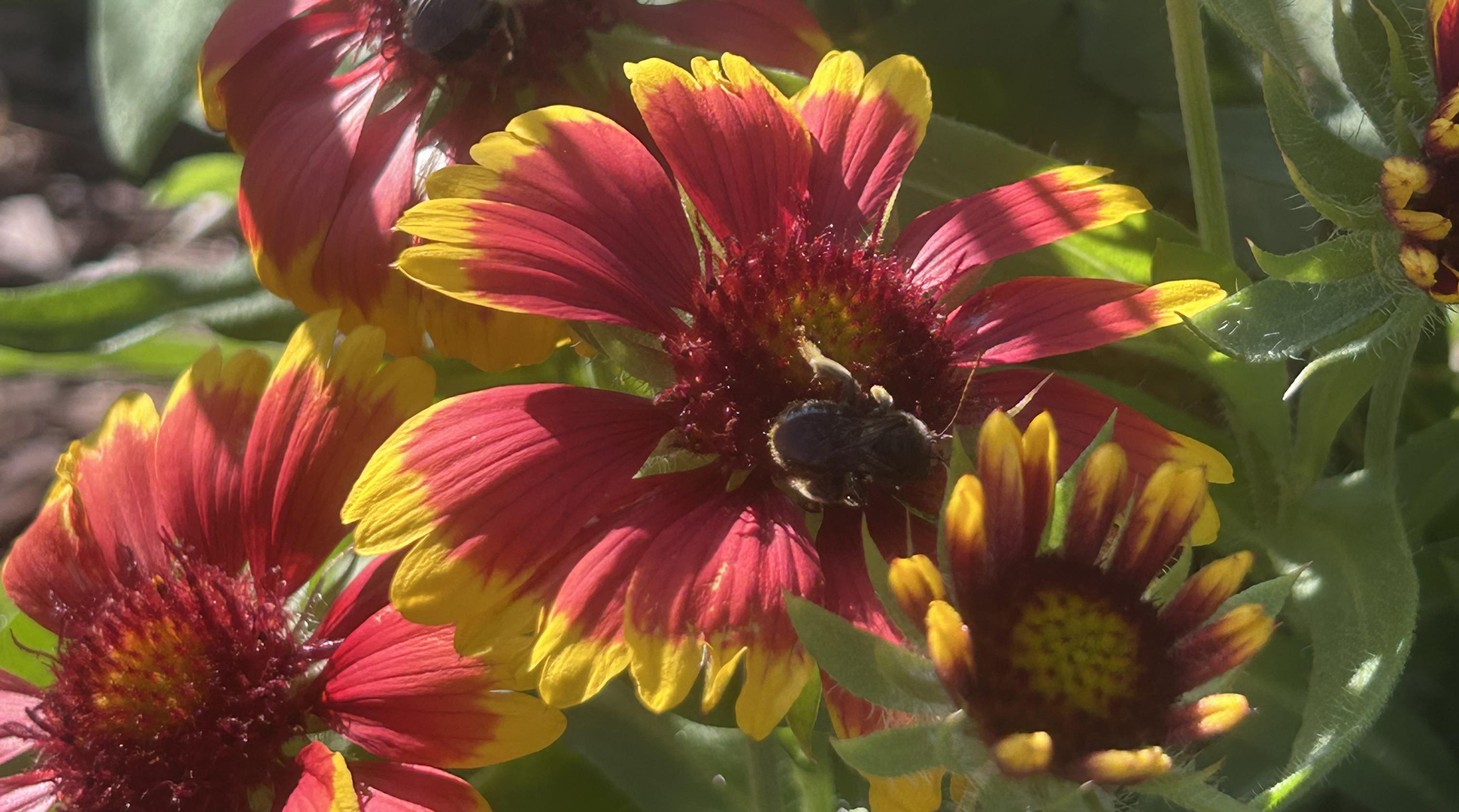 It's native flowers and sunshine at On Your Table