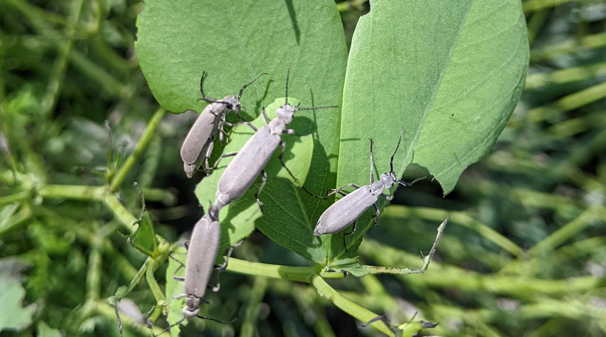 Ranchers and gardeners face same enemy