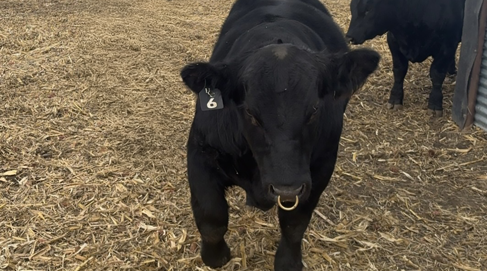Bull sale season and why it matters!