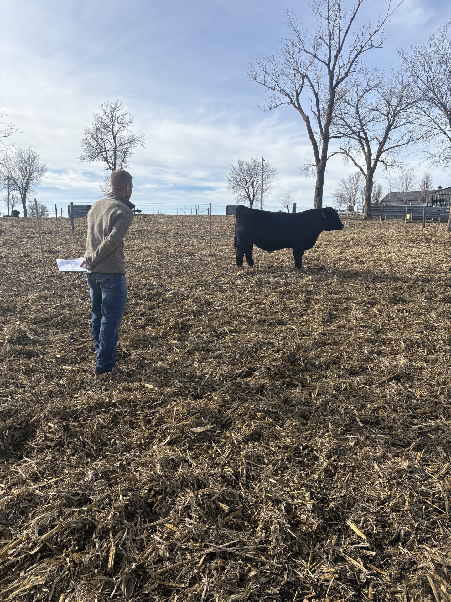 Joey's husband with Herbie the bull.