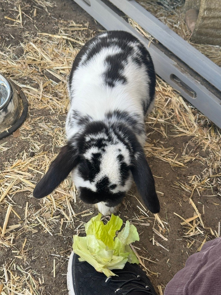Bunnicula gets a snack