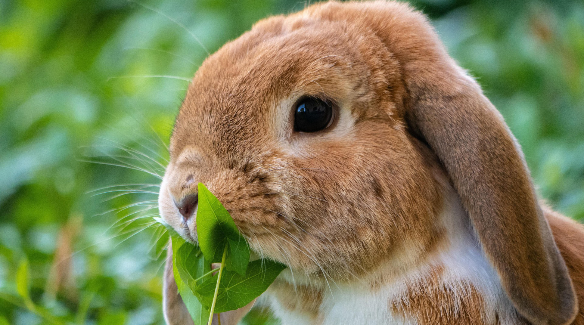 The bunnies cometh