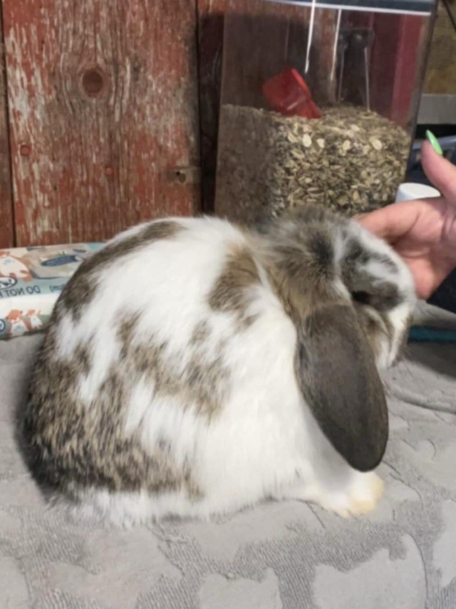 backyard bunnies