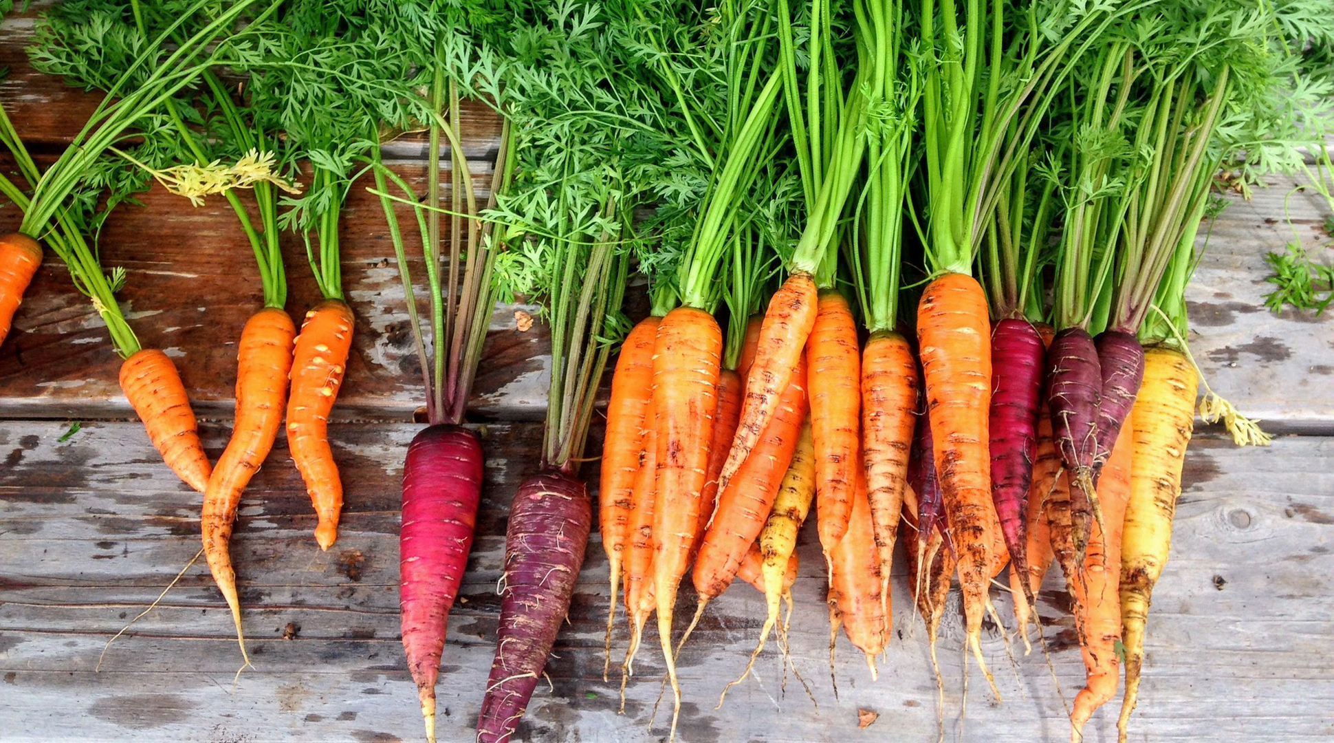 Everything you need to know about carrots