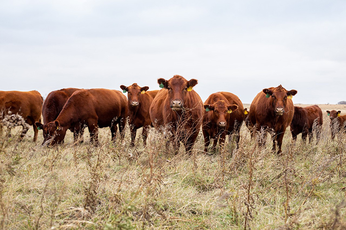 Curious cattle!