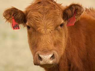 Can livestock help reduce greenhouse gases?