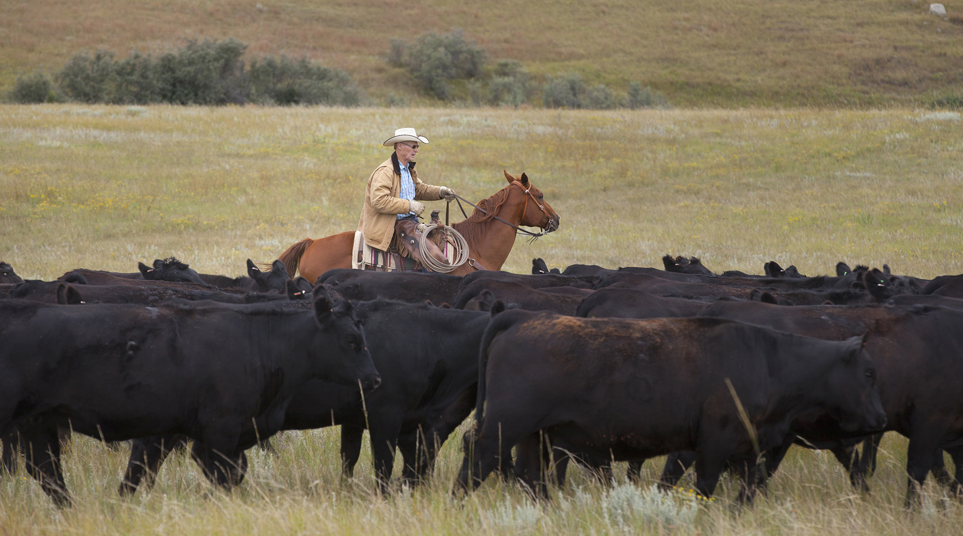 Happy Beef Month!