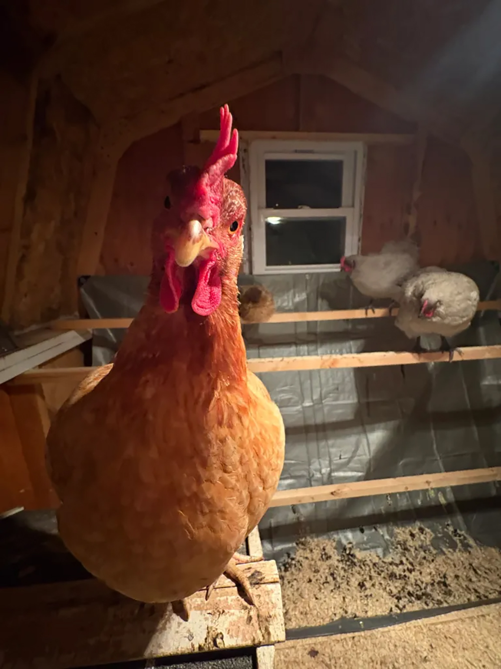 Chicken roosting