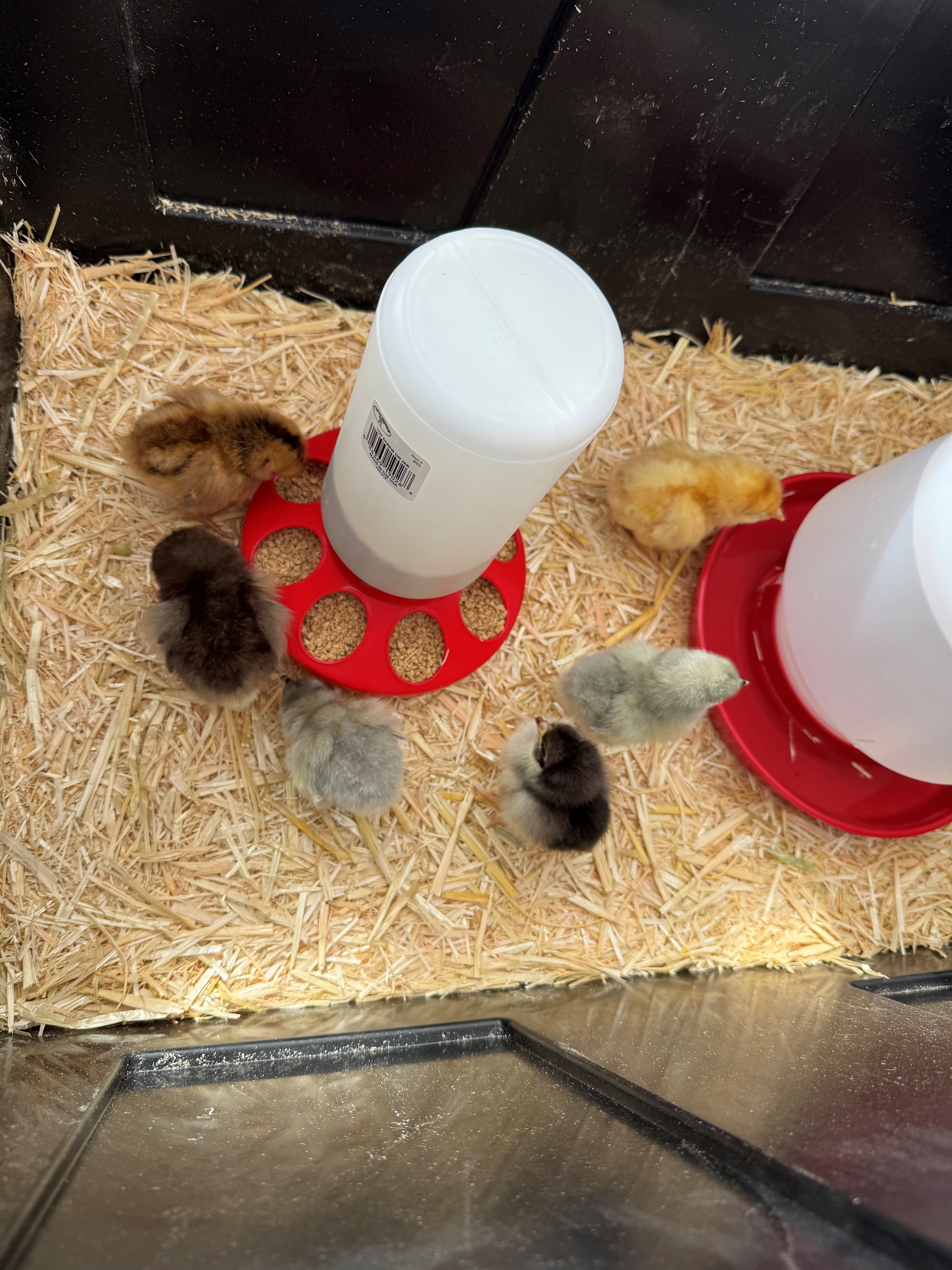 the chicks