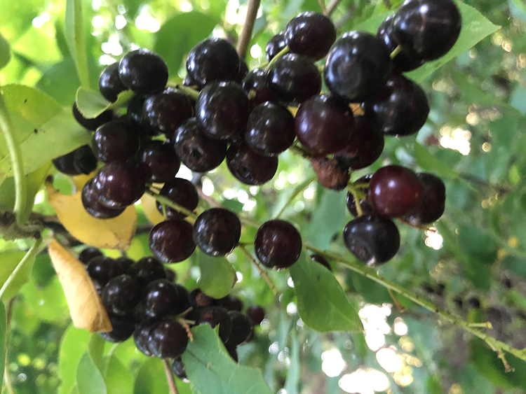 chokecherries make great jelly and syrup!