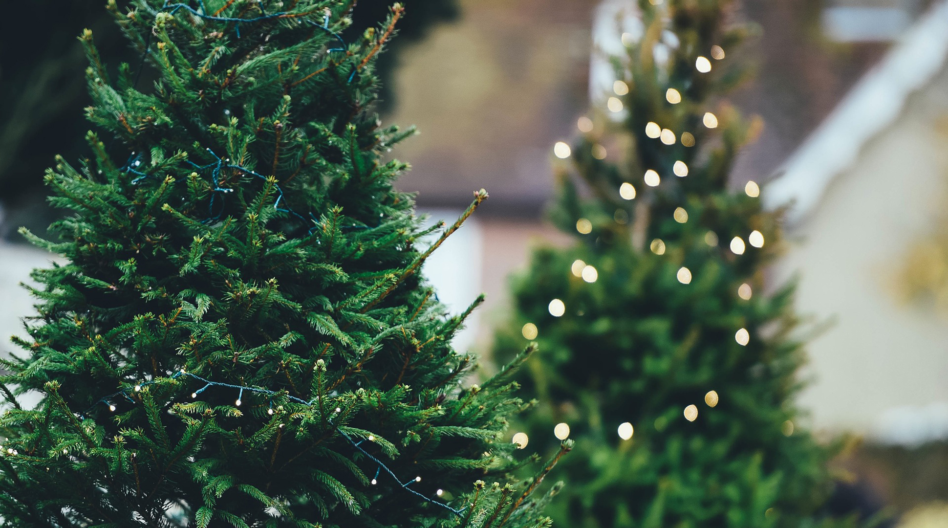 So you got a Christmas tree...