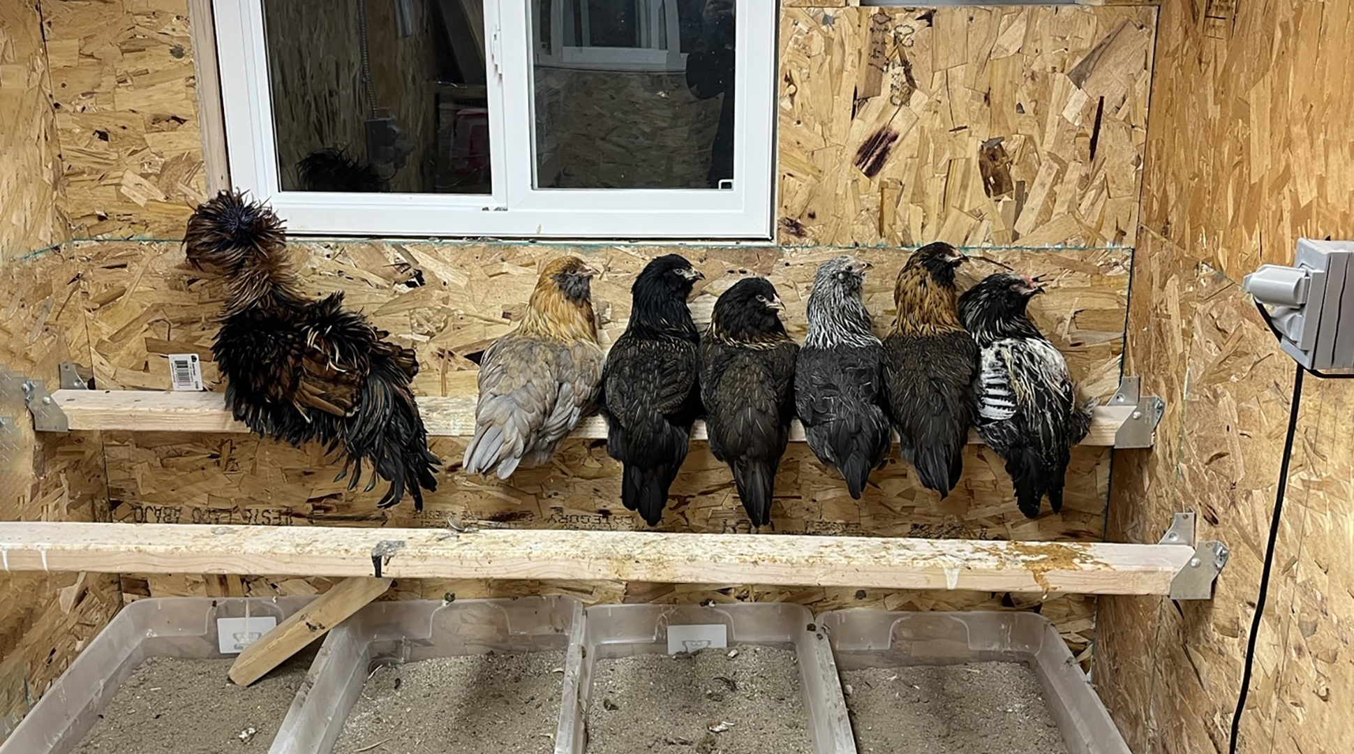 Tales from the coop