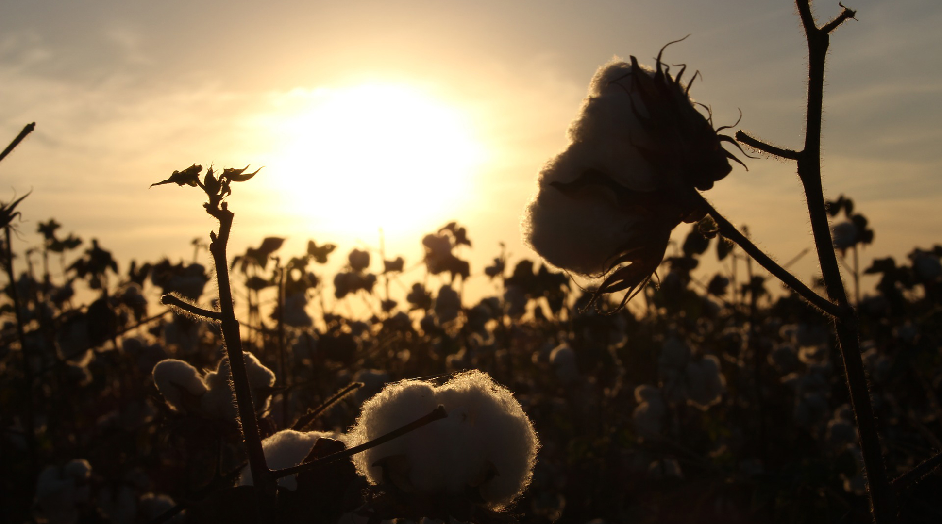 Why GMO cotton is a good thing