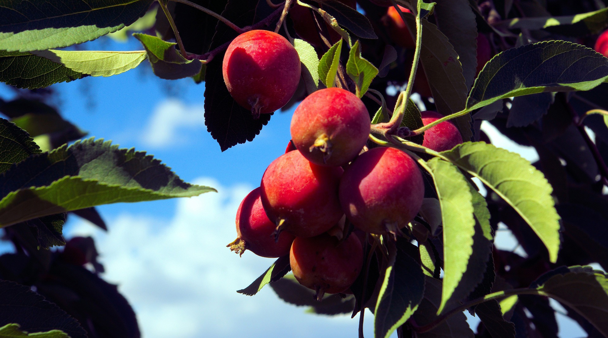 Crabapple LOVE