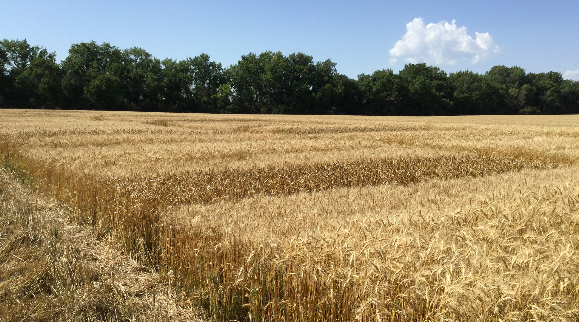 Crop plots, part 2