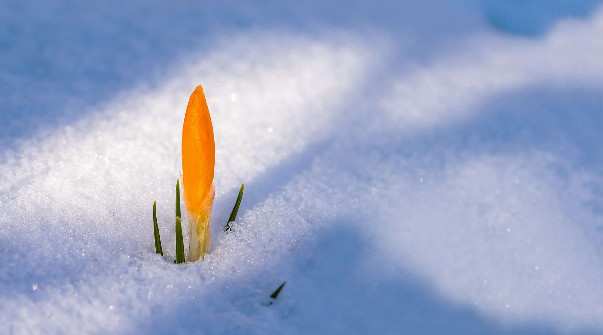 We could use some spring...greens