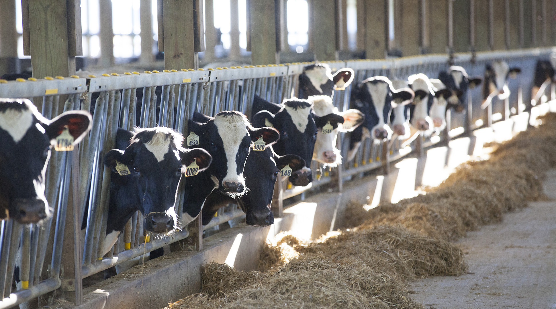 Are feed additives for dairy cows safe?