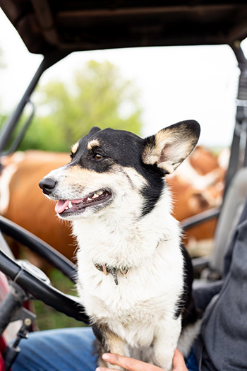 Hitching a ride to check the cattle