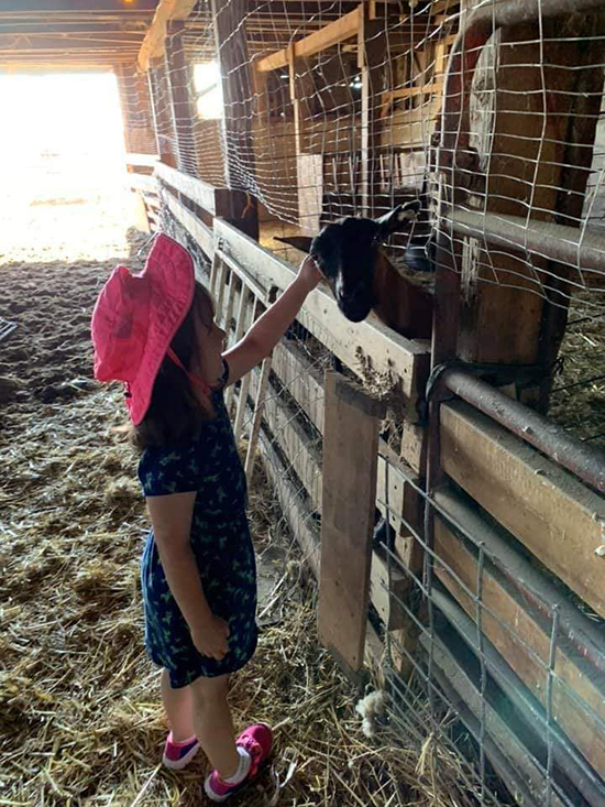 Petting a goat