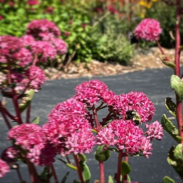 pretty flowers