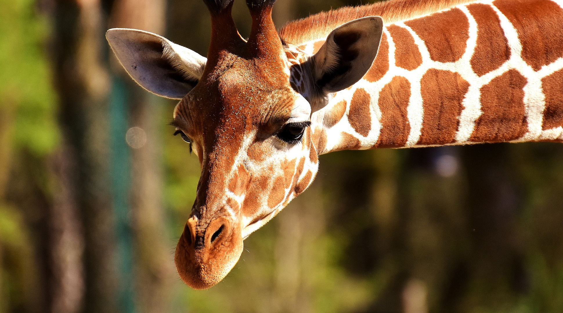 The Moore you know: Zoo and farm animals