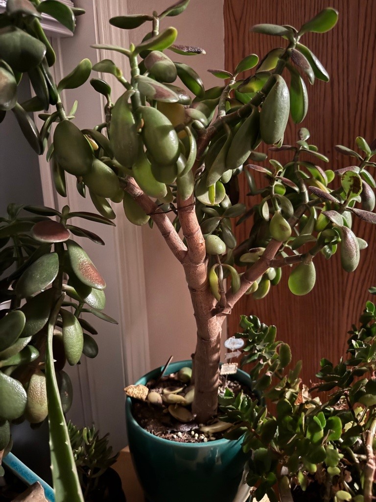 house plants, succulents