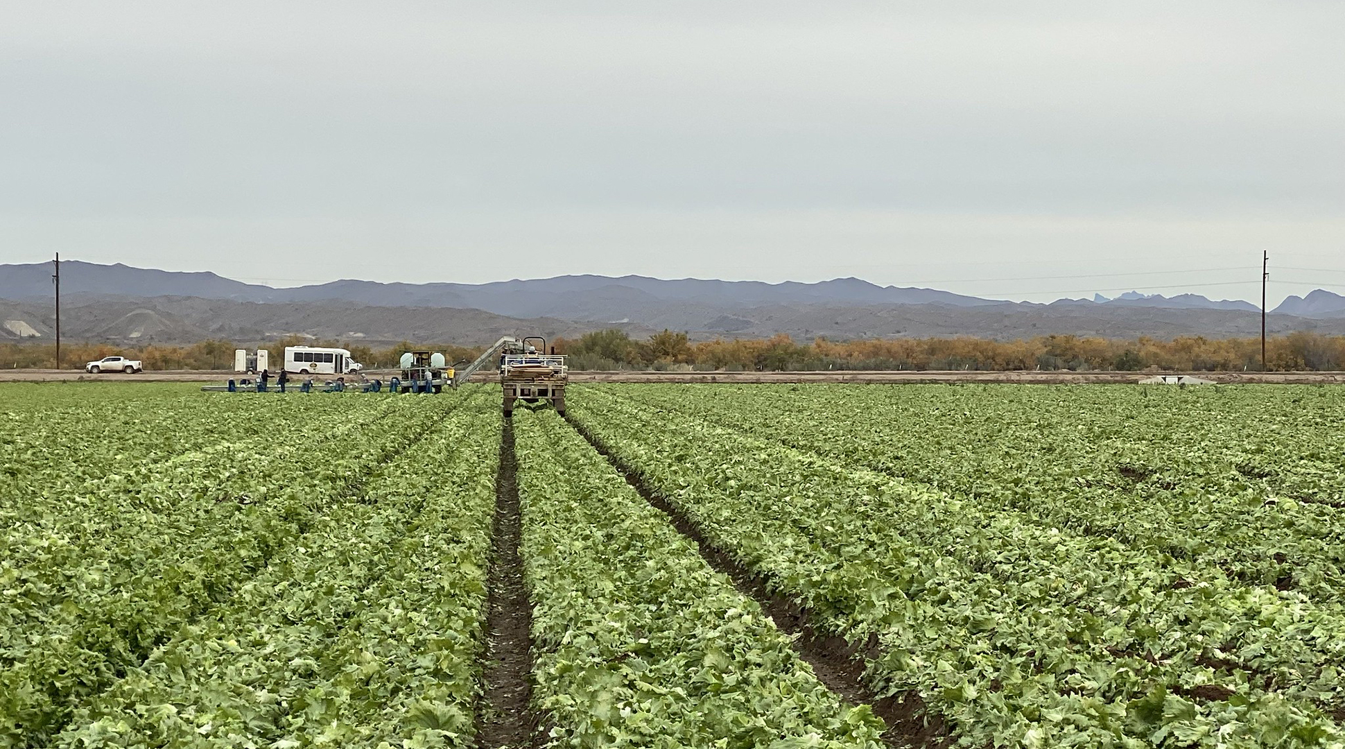 FDA outlines leafy greens action plan