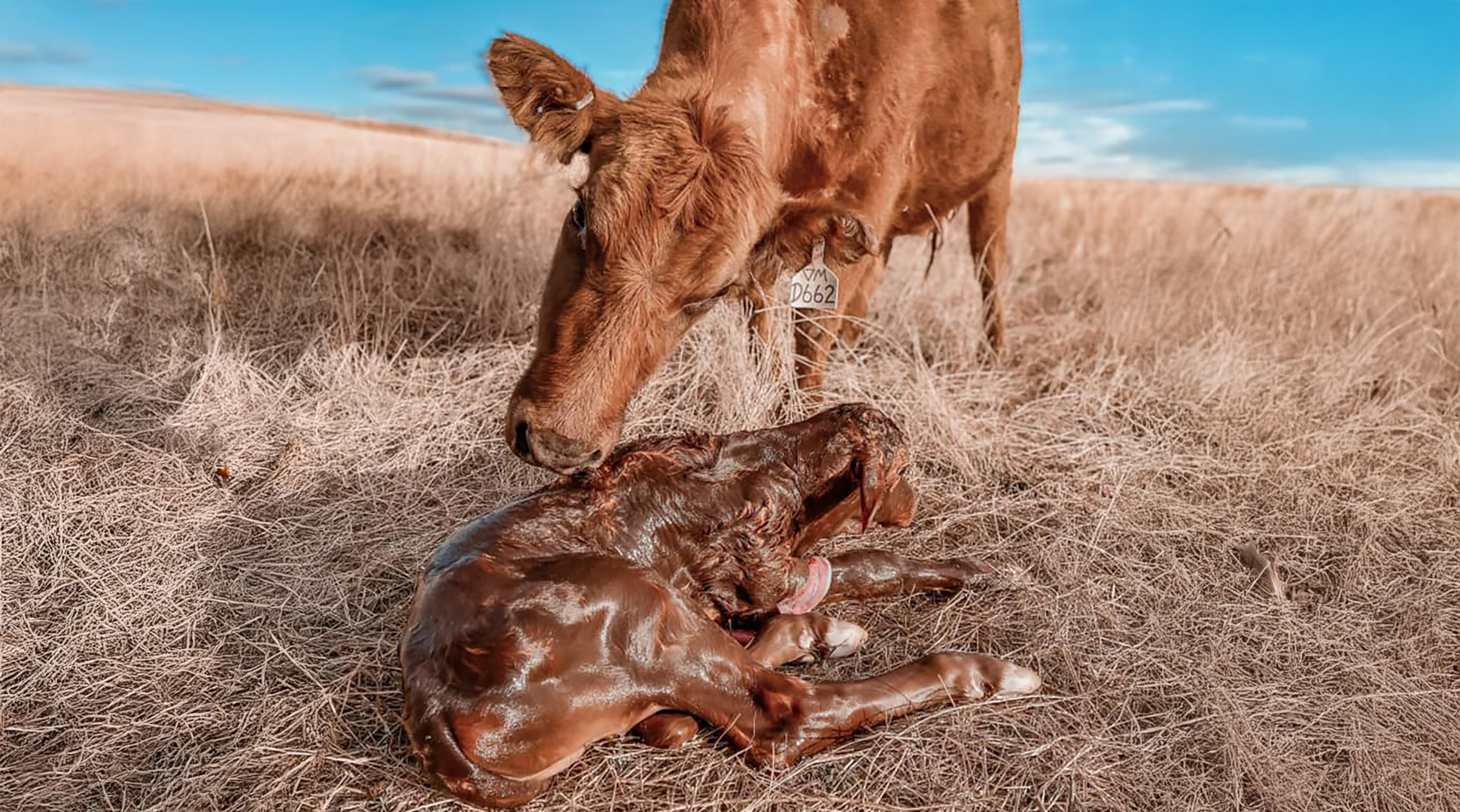 How do you know? Answers about calving