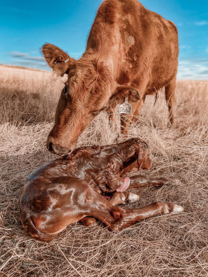 Newborn calf and mother cow from Missouri River Red Angus