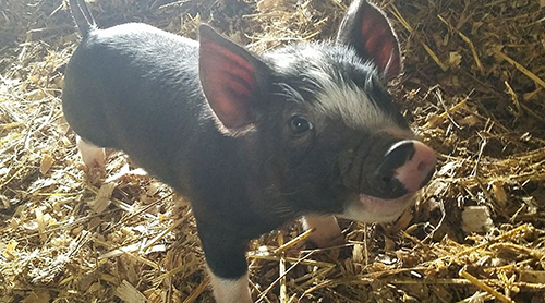 piglet on the Whiteheart Ranch