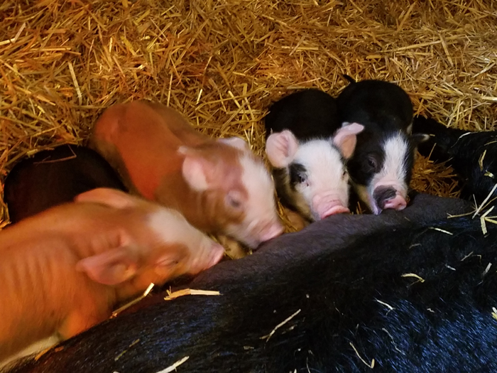 different types of bedding make animals on the farm more comfortable