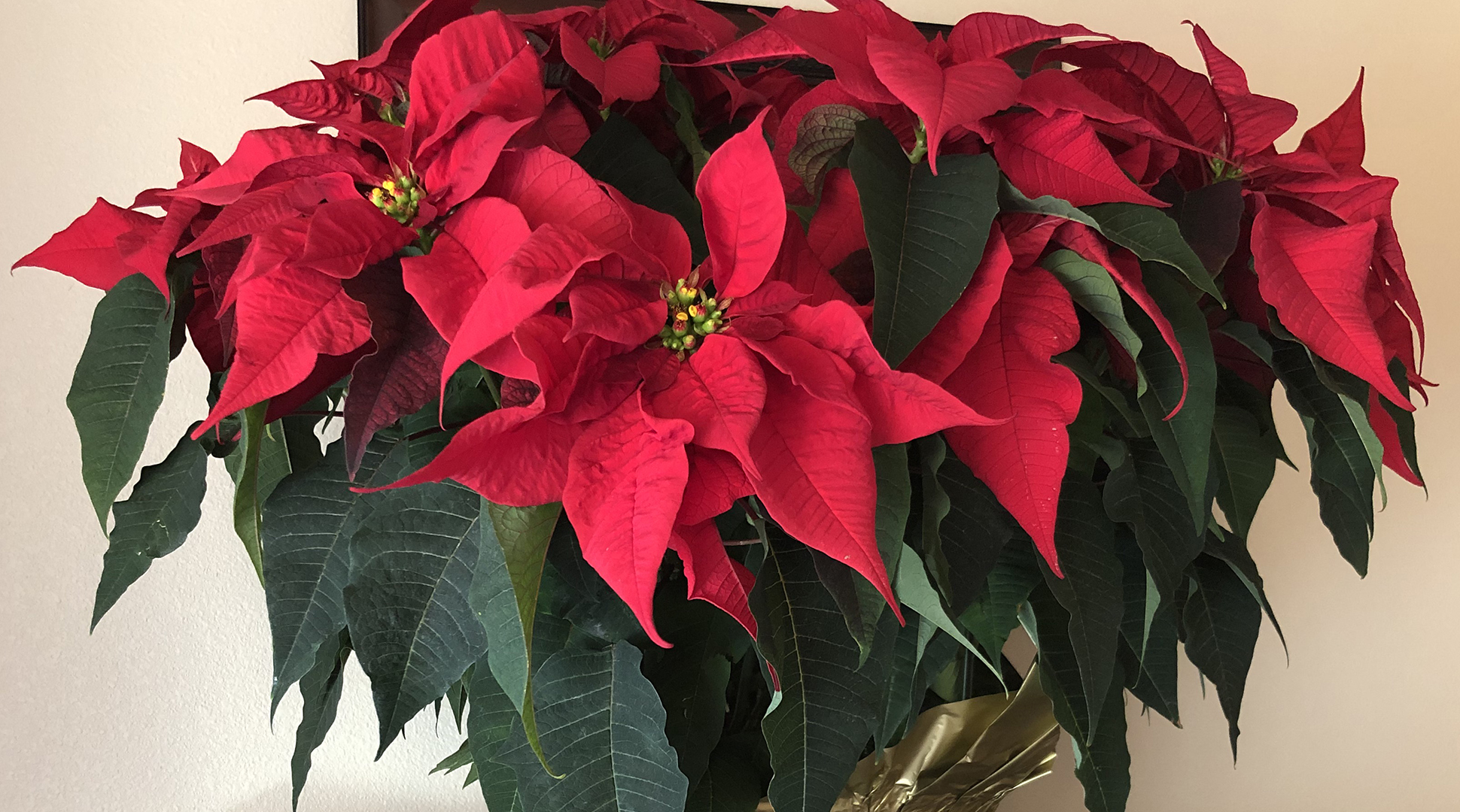 Are poinsettias poisonous?