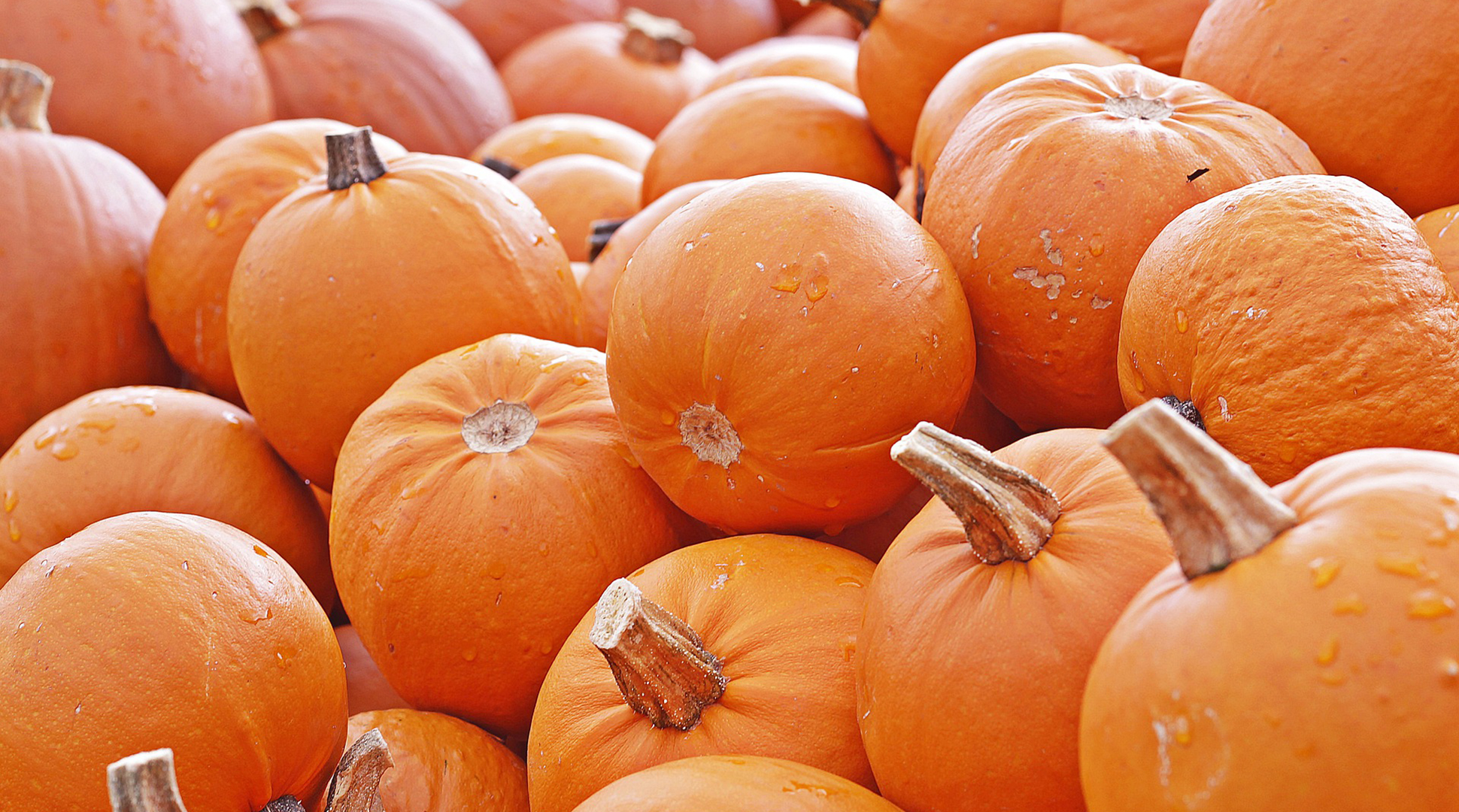 Did you know these pumpkin facts?