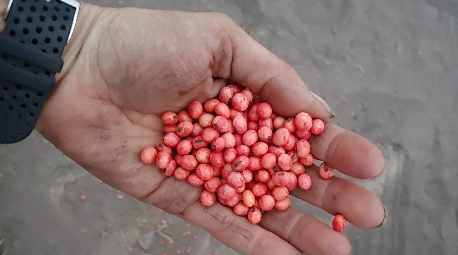 Why are the seeds farmers plant sometimes weird colors?