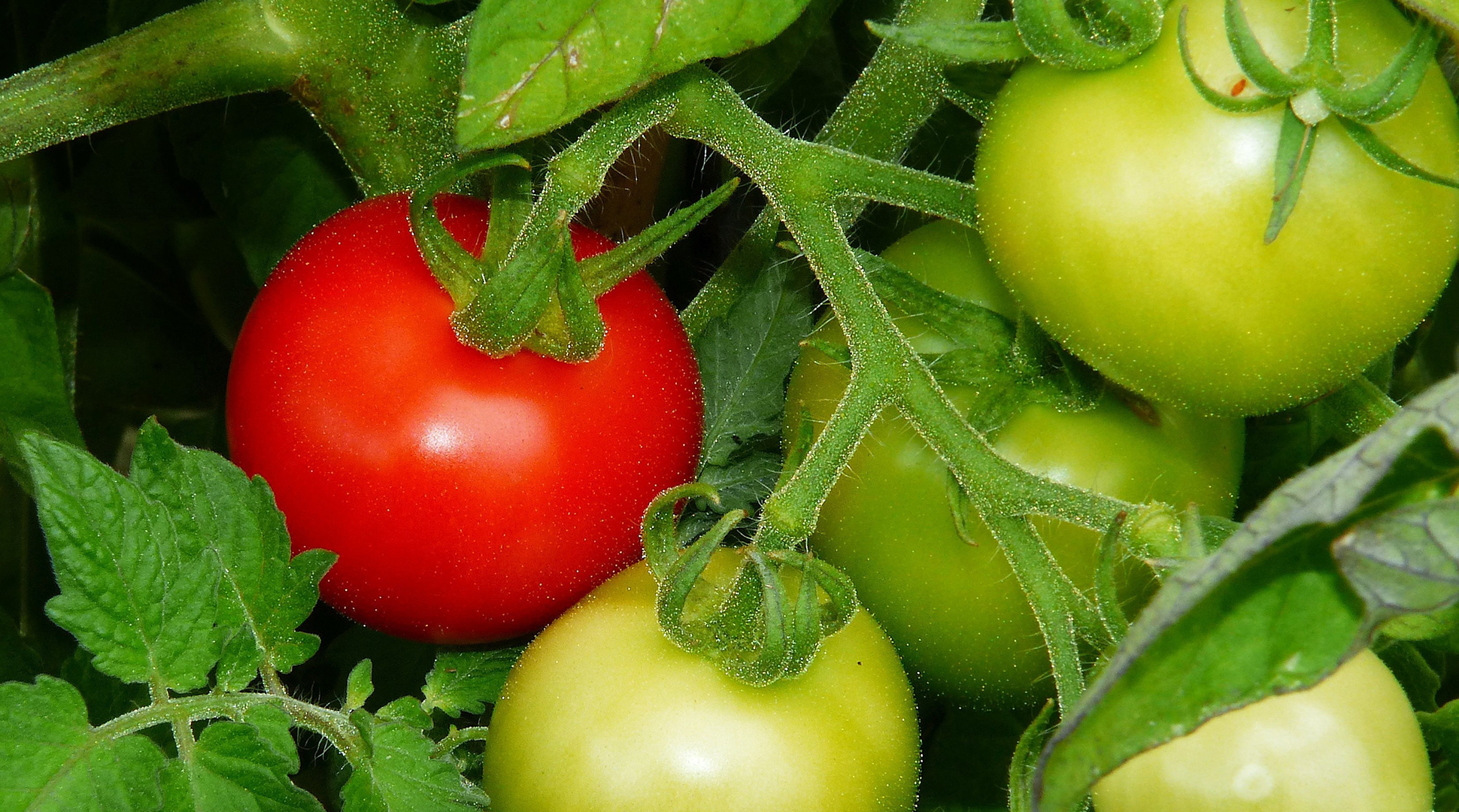 How to ripen tomatoes QUICKLY