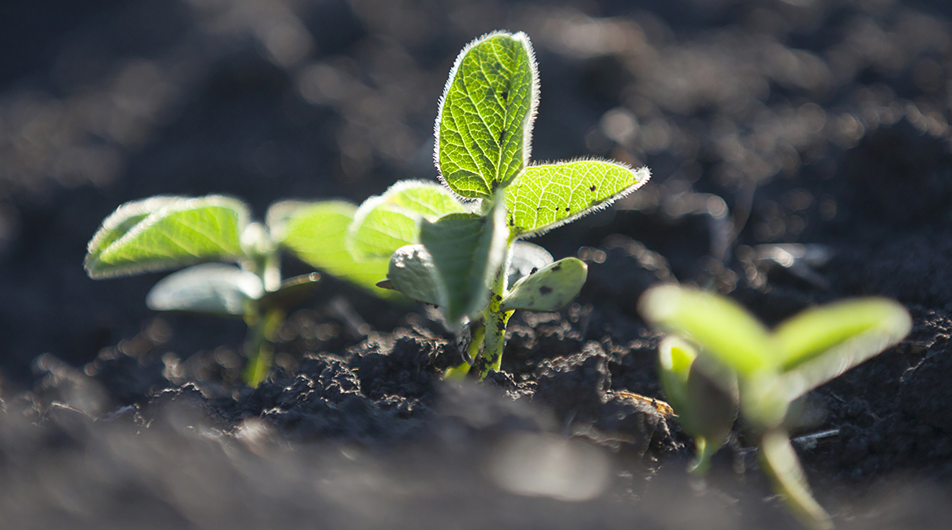 Ask a farmer: How do you determine which crops to plant?