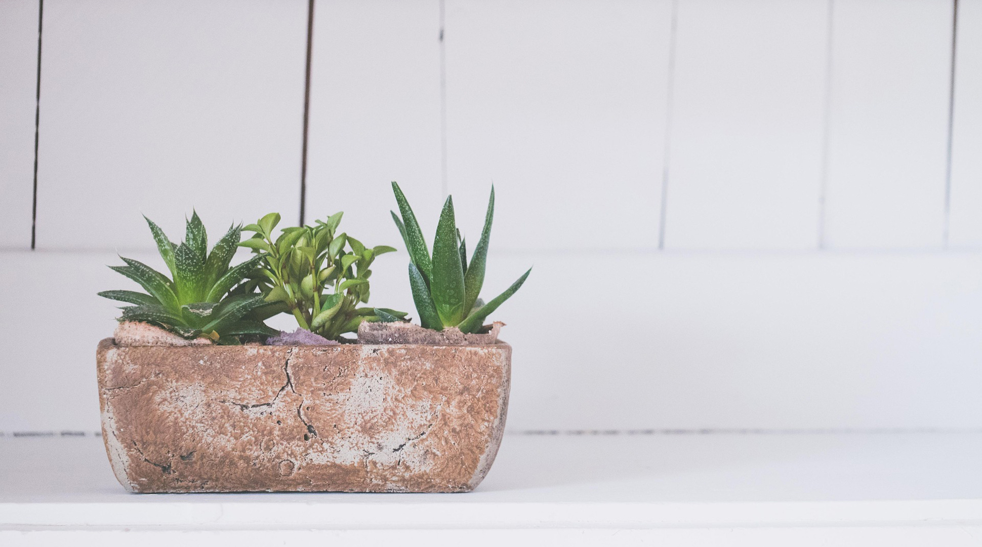 I want to be a house plant