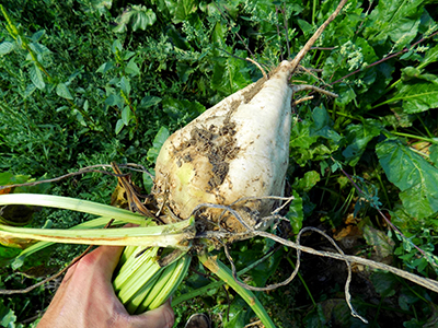 full grown sugarbeet