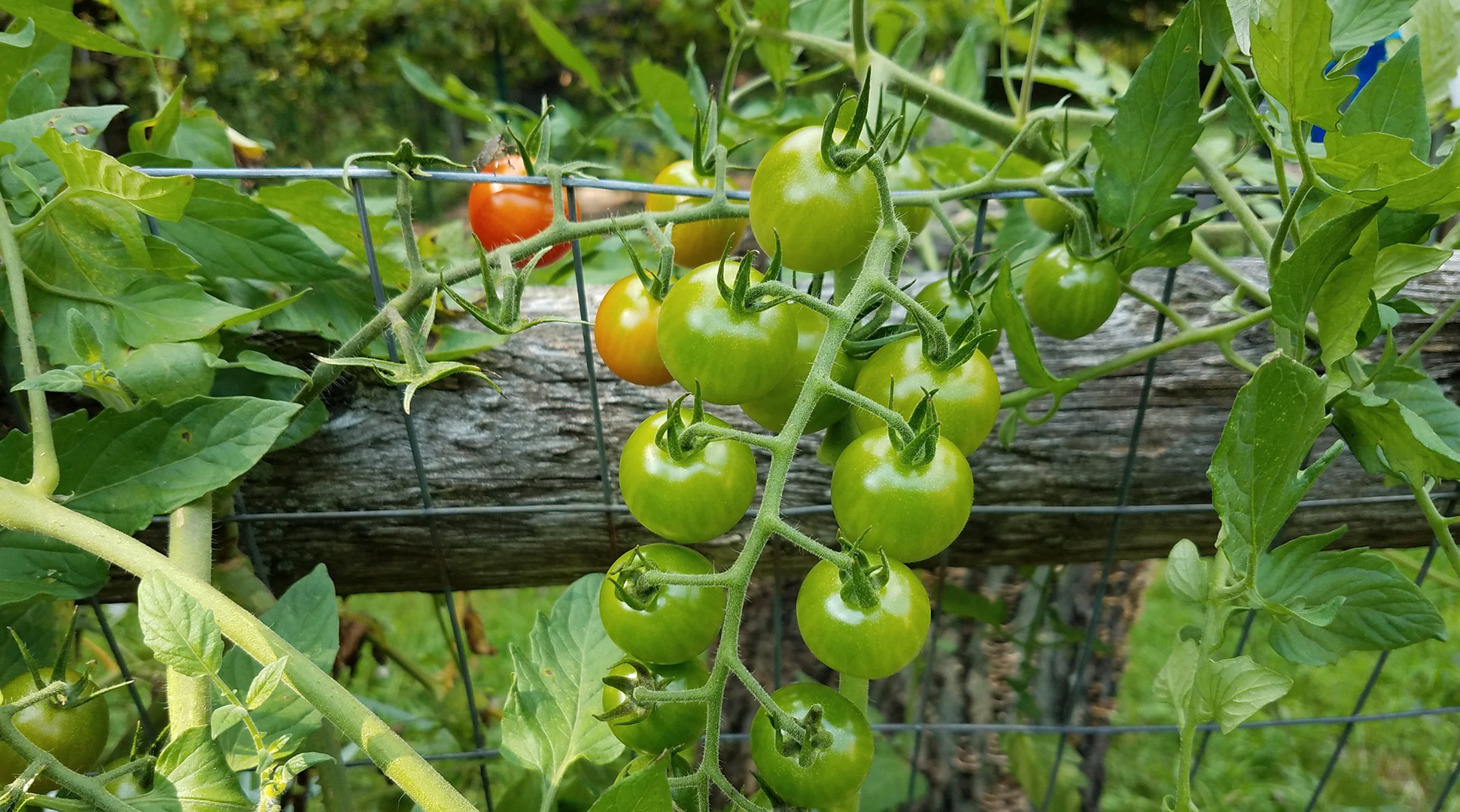 How to prune tomato plants