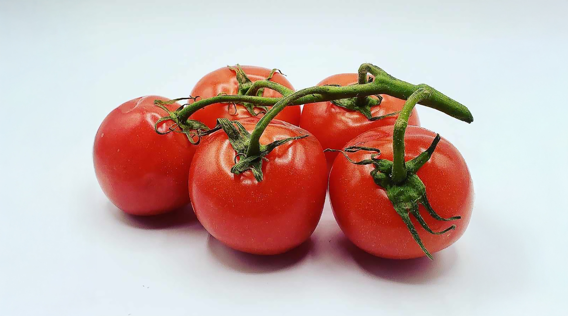 Twisted tomato history