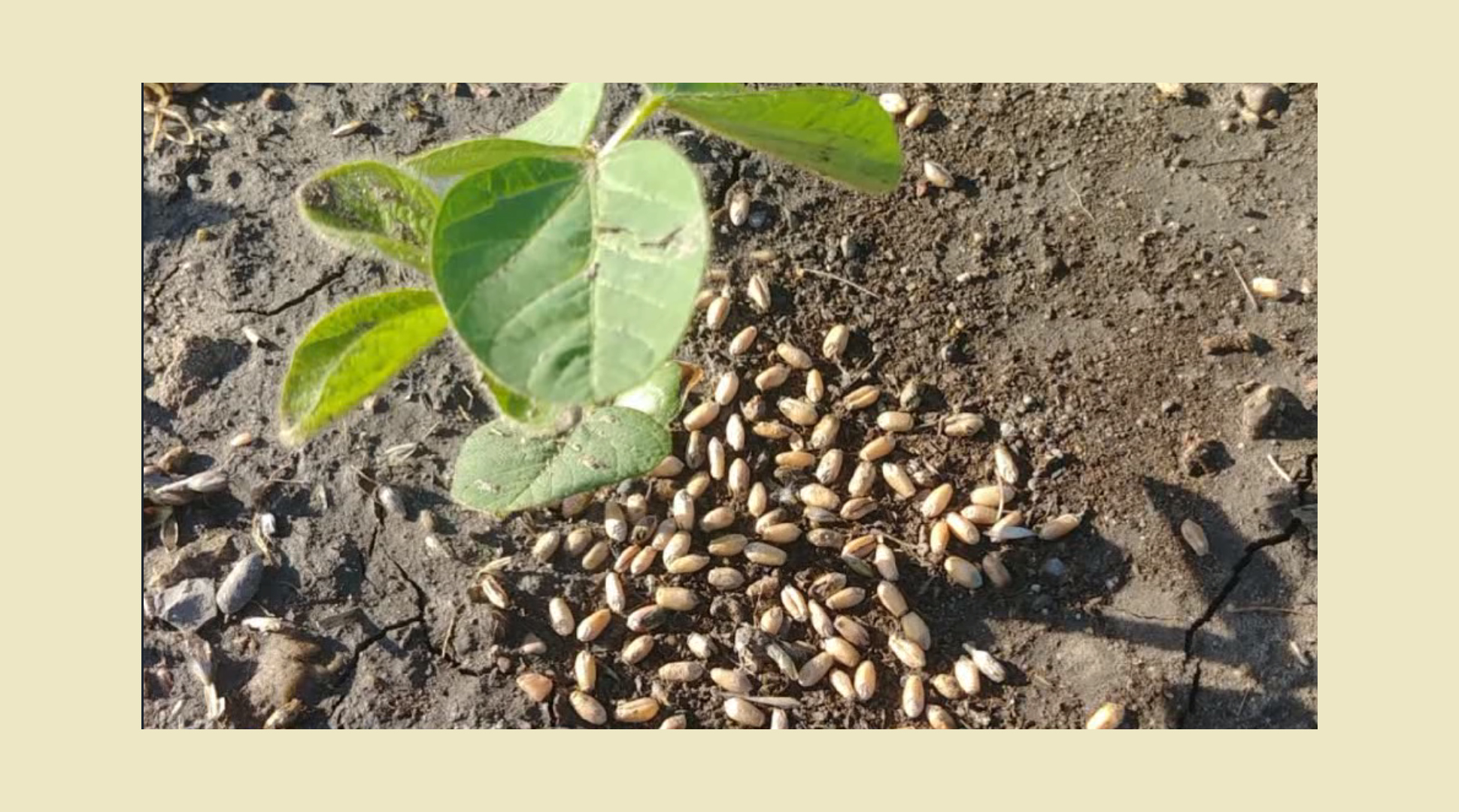 Why we use pesticides
