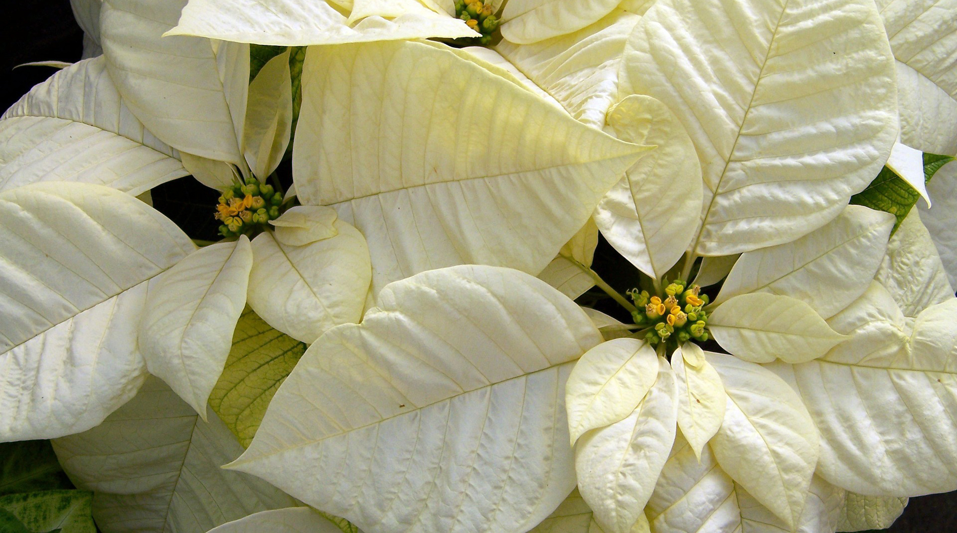 Points about poinsettias